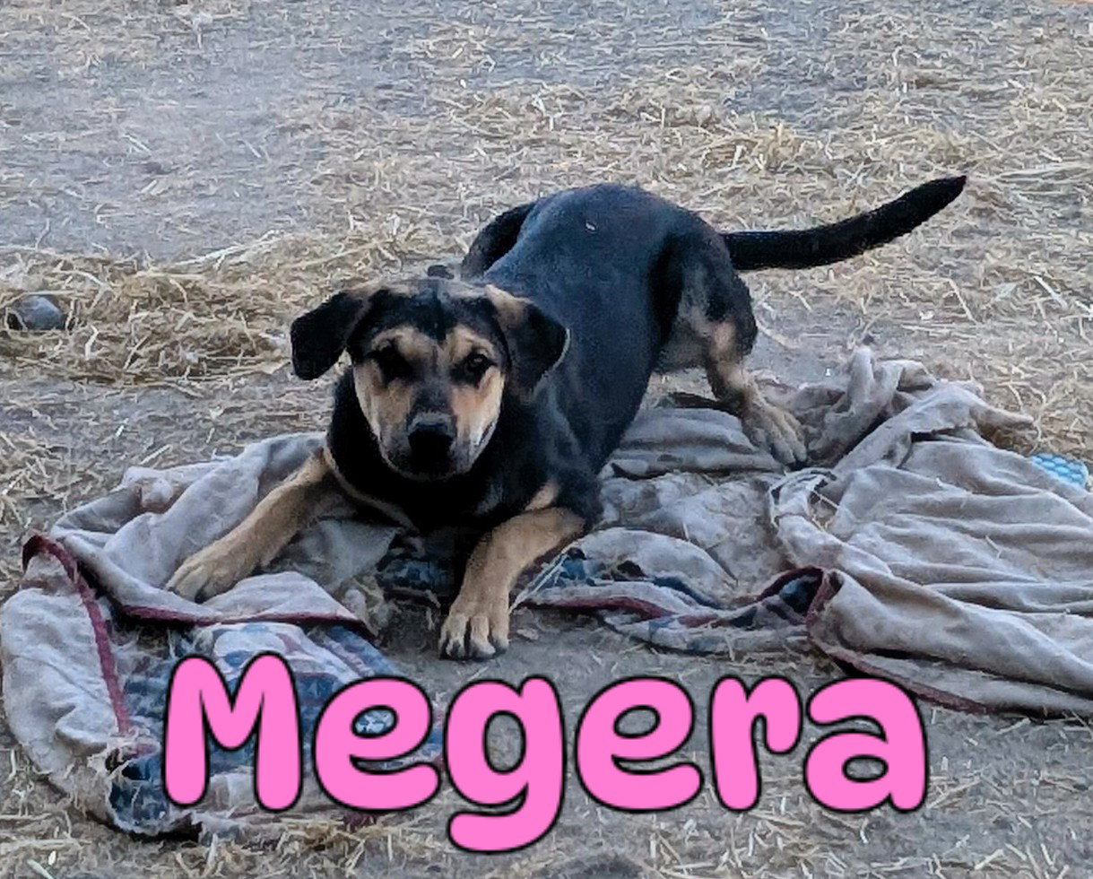Megera, photo 2