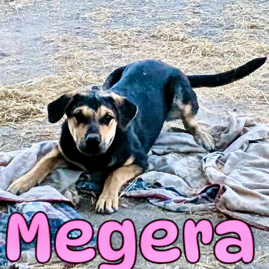 Megera