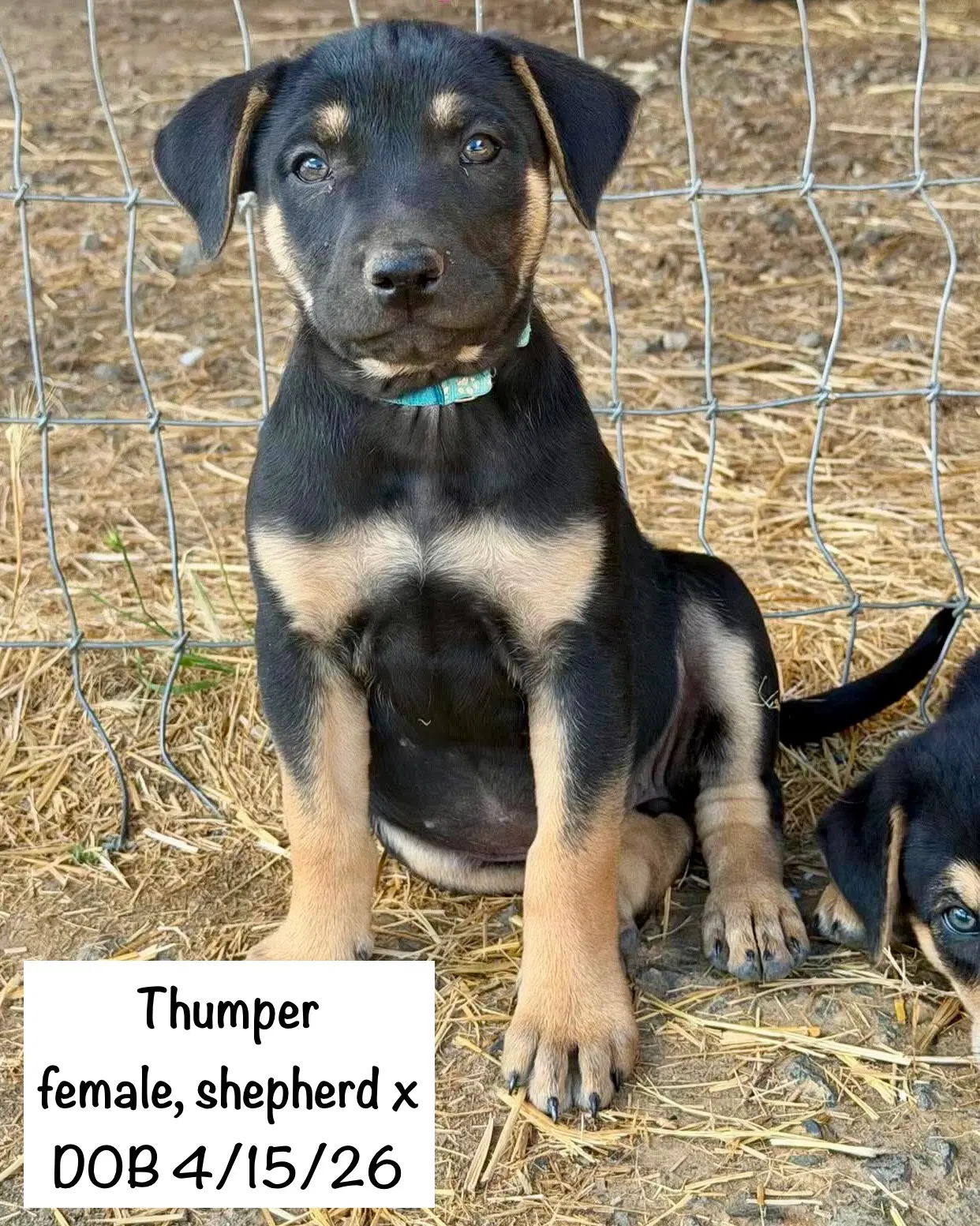 Thumper - Shepherd