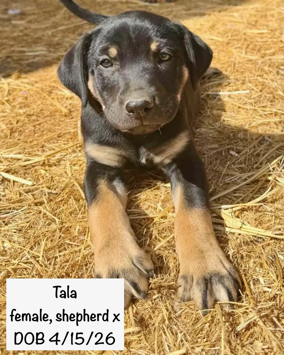 Tala image 4