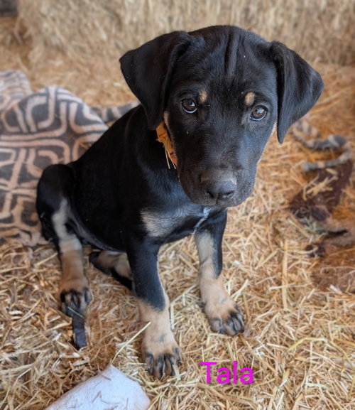 Tala, an adoptable Shepherd in Yreka, CA