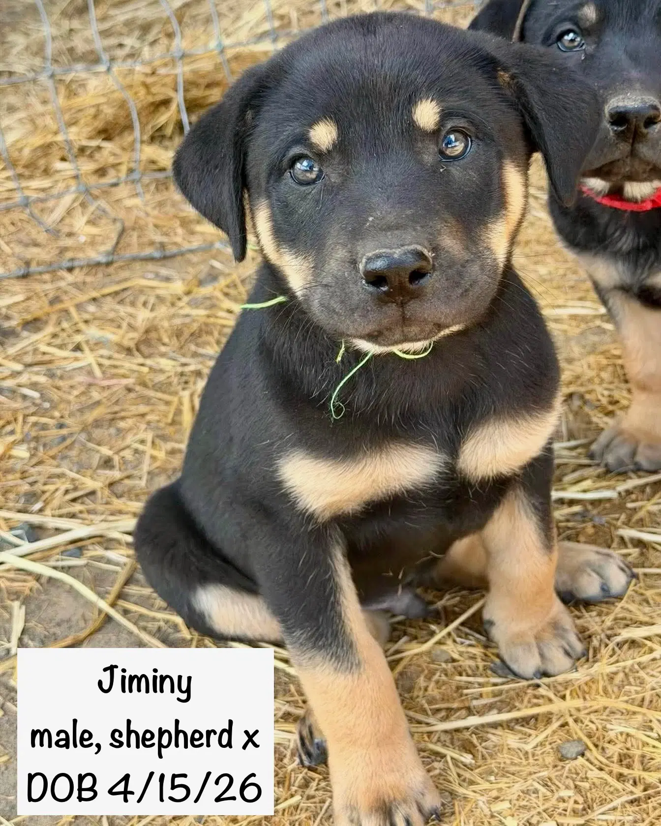 Jiminy - Shepherd