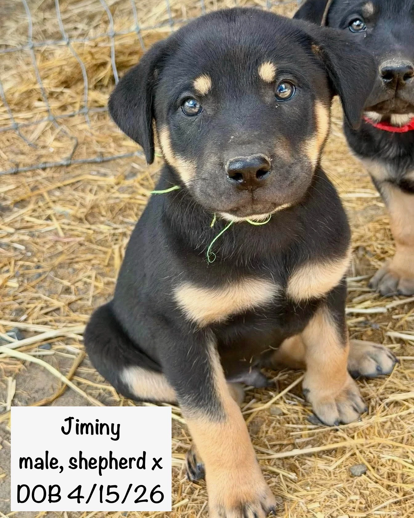 Jiminy