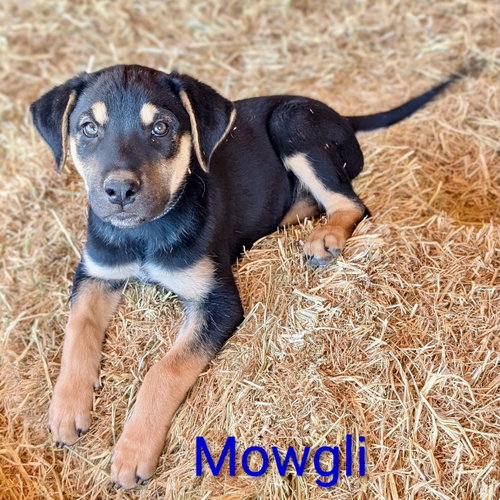 Photo 6 of Mowgli