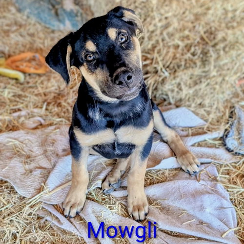 Photo 5 of Mowgli