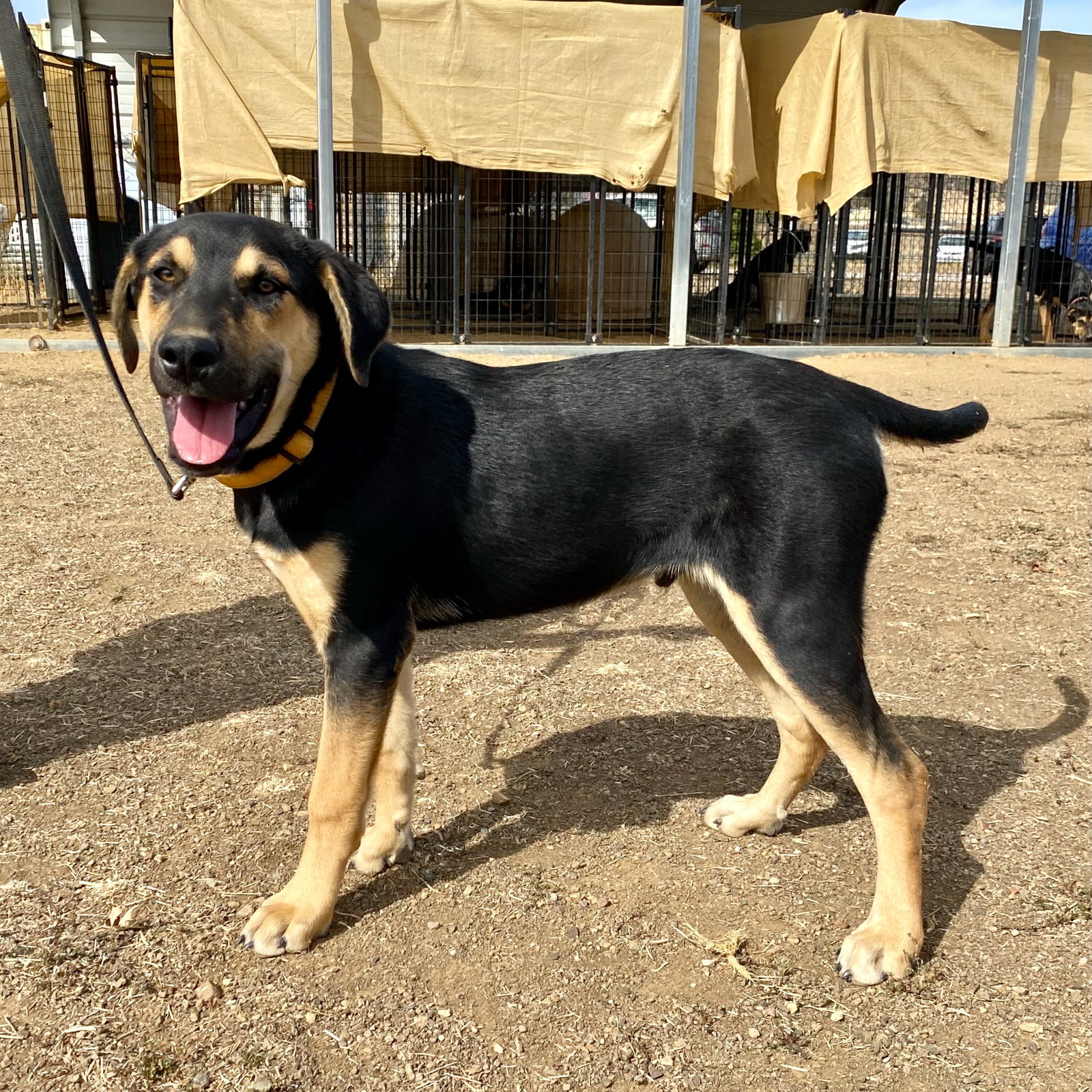 Mowgli, photo 2