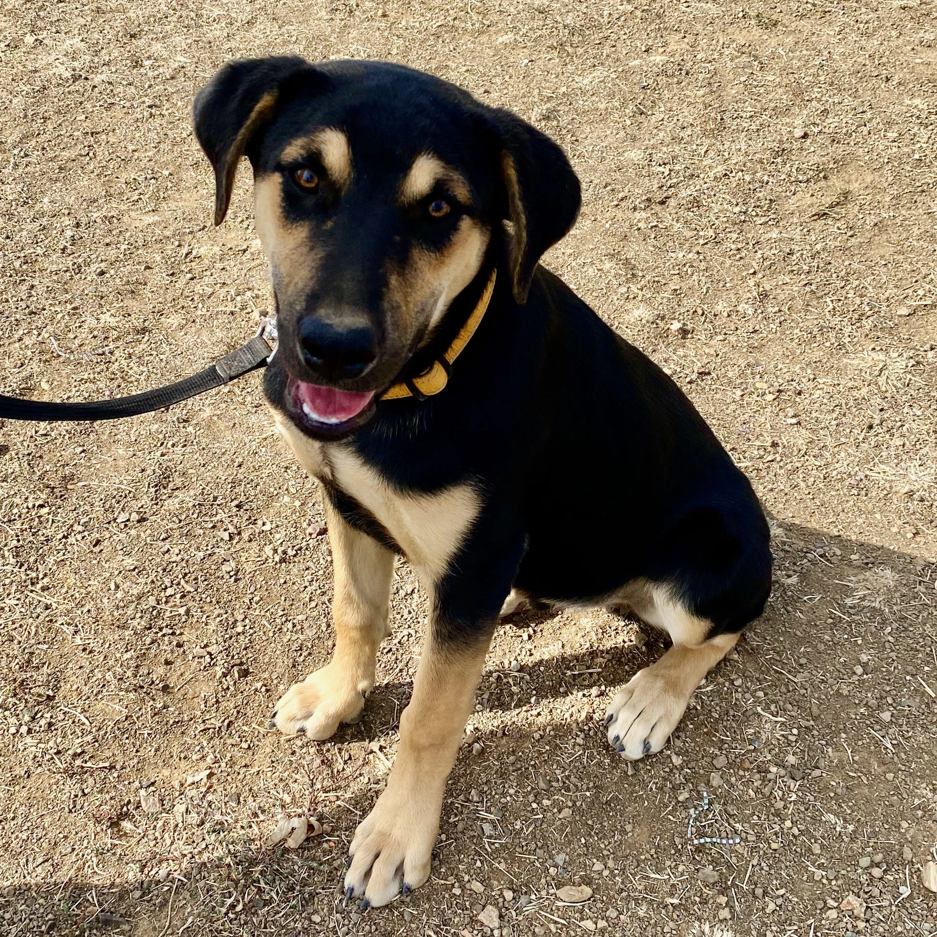 Mowgli