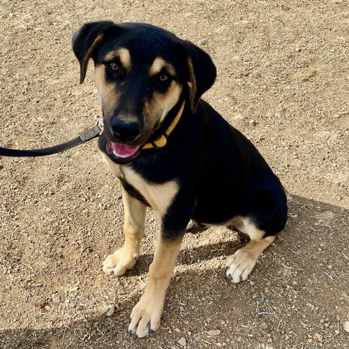 Mowgli, a dog for adoption from Rescue Ranch