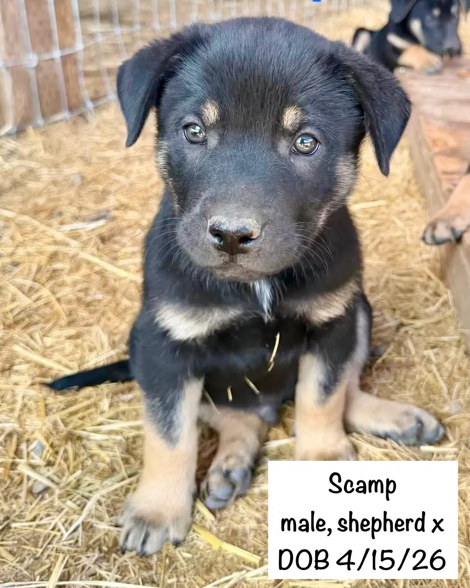 Scamp image 4
