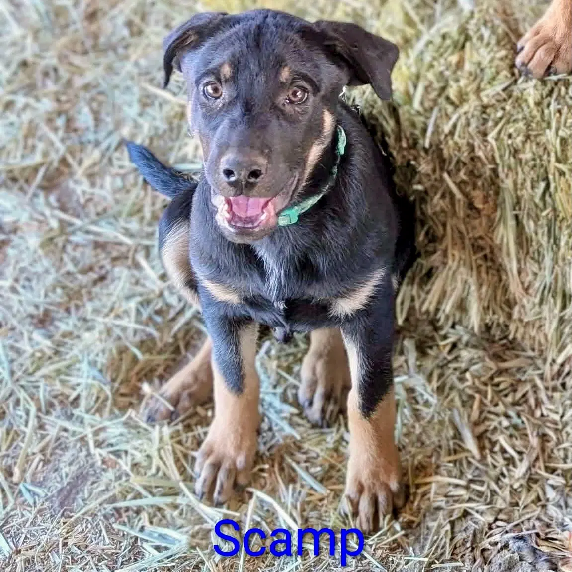Scamp image 2