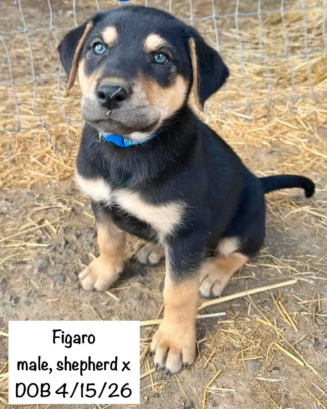 Figaro image 4