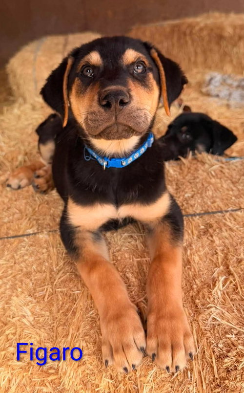 Figaro, an adoptable Shepherd in Yreka, CA