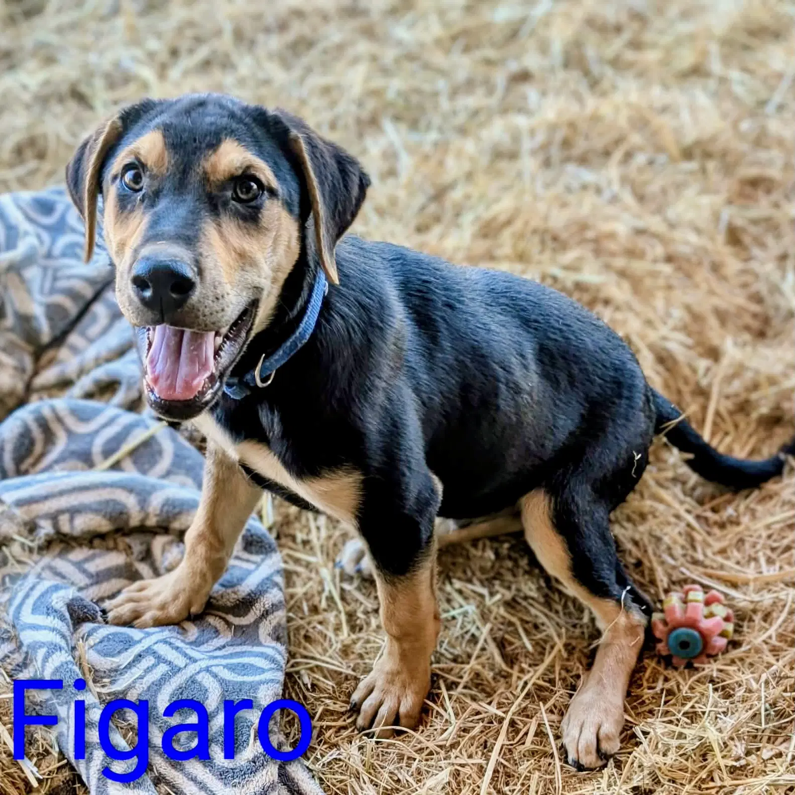 Figaro image 2