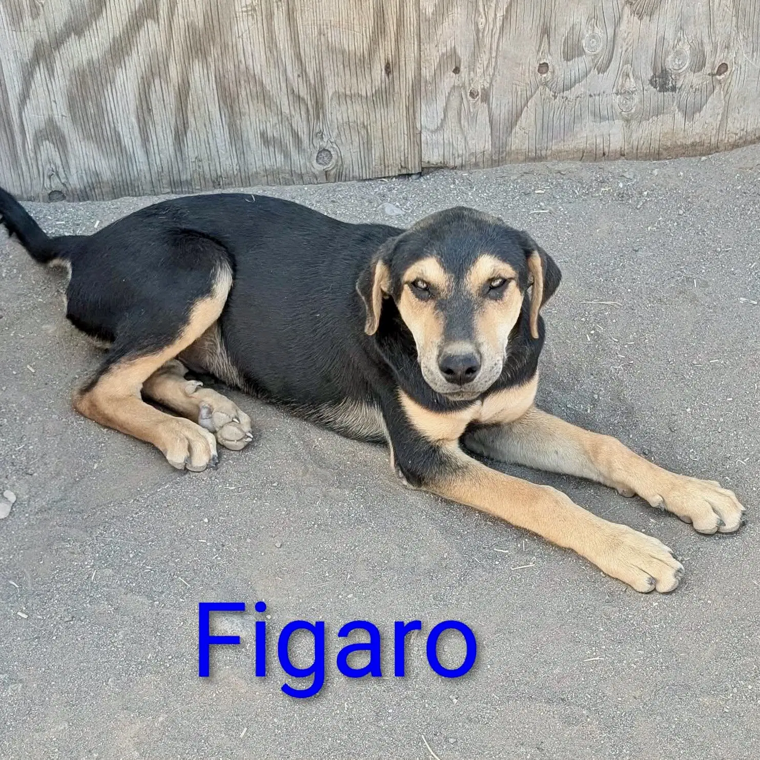 Figaro image 1