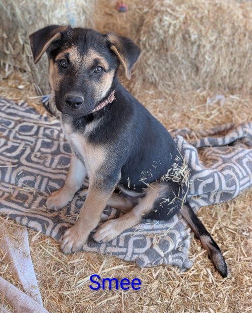 Smee, an adoptable Shepherd in Yreka, CA