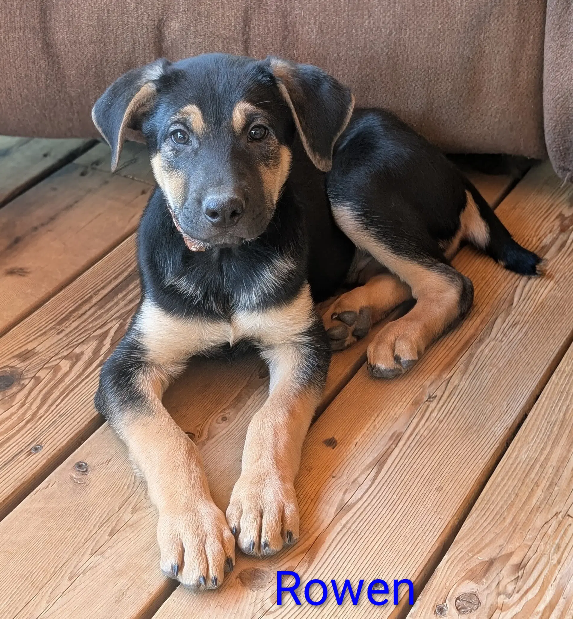 Rowan - Shepherd