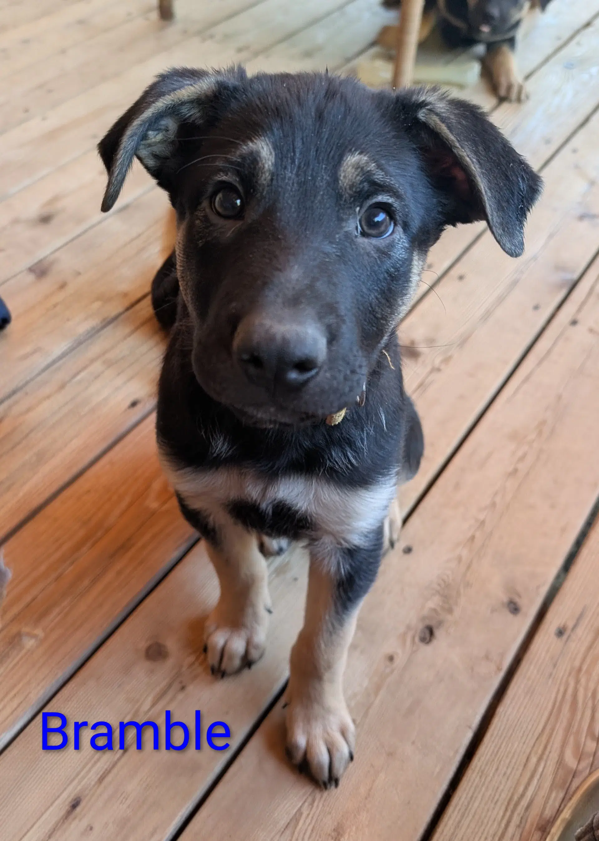 Bramble - Shepherd