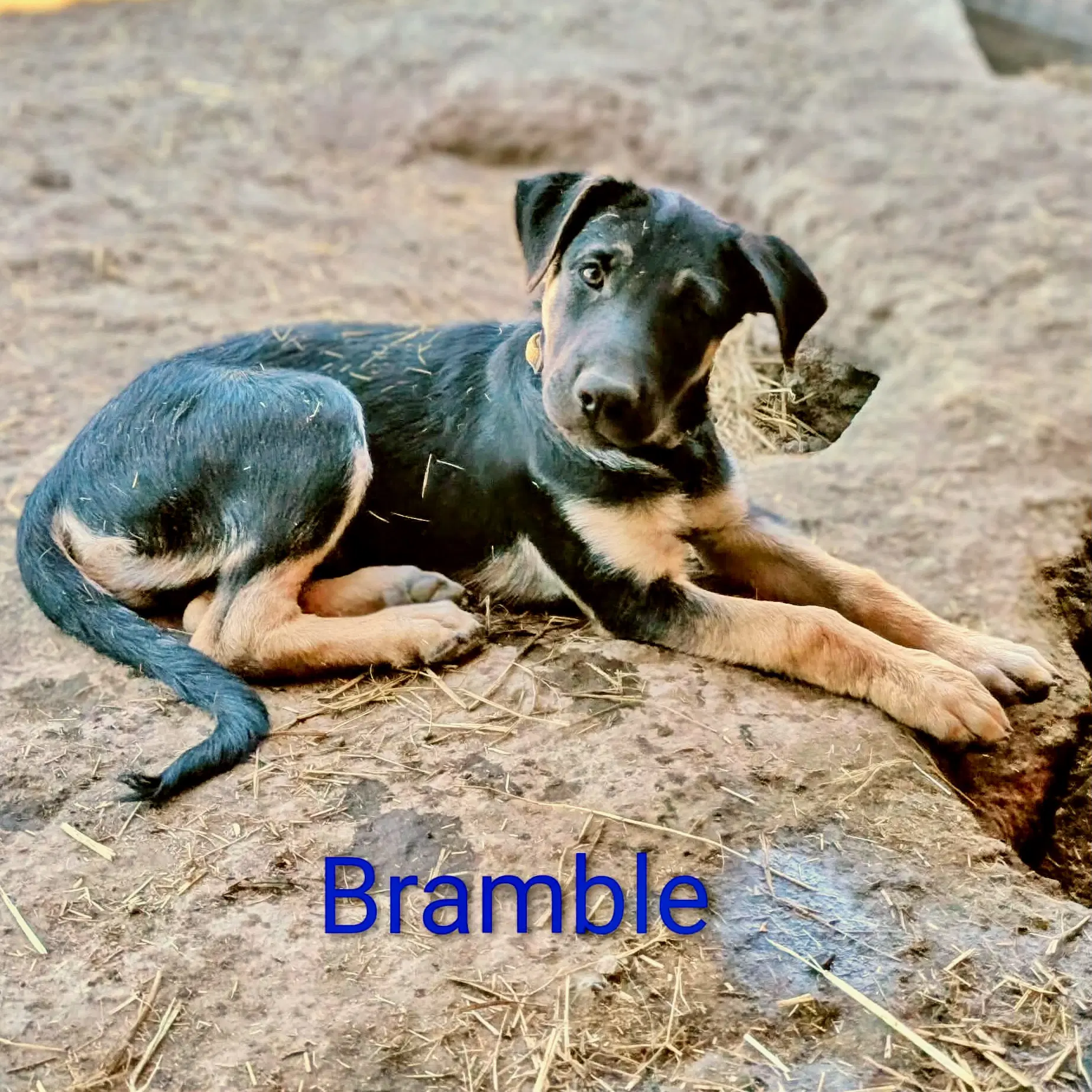 Bramble image 4