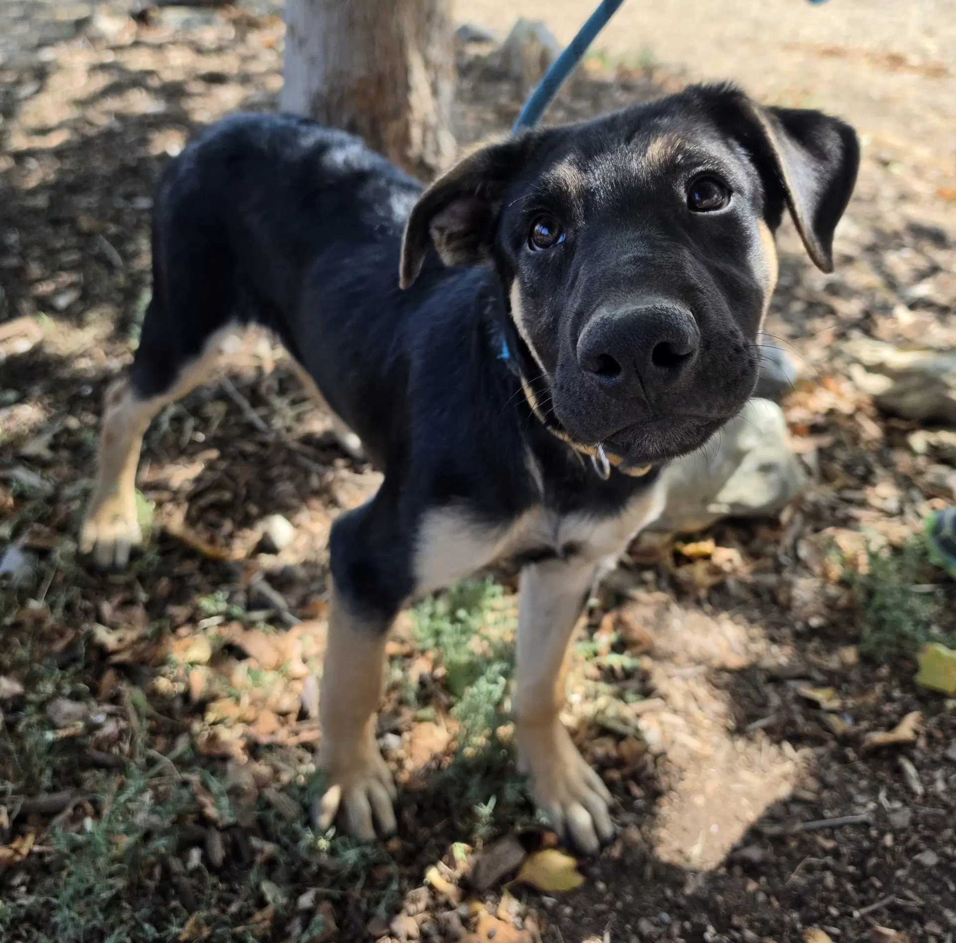 Bramble - Shepherd