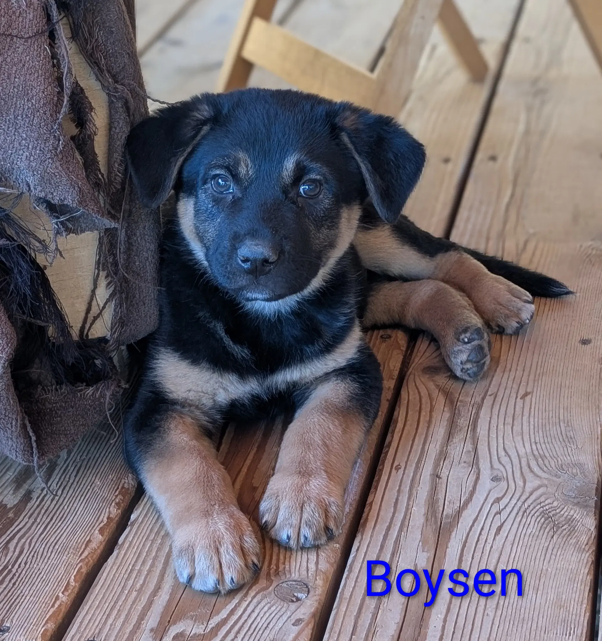 Boysen - Shepherd