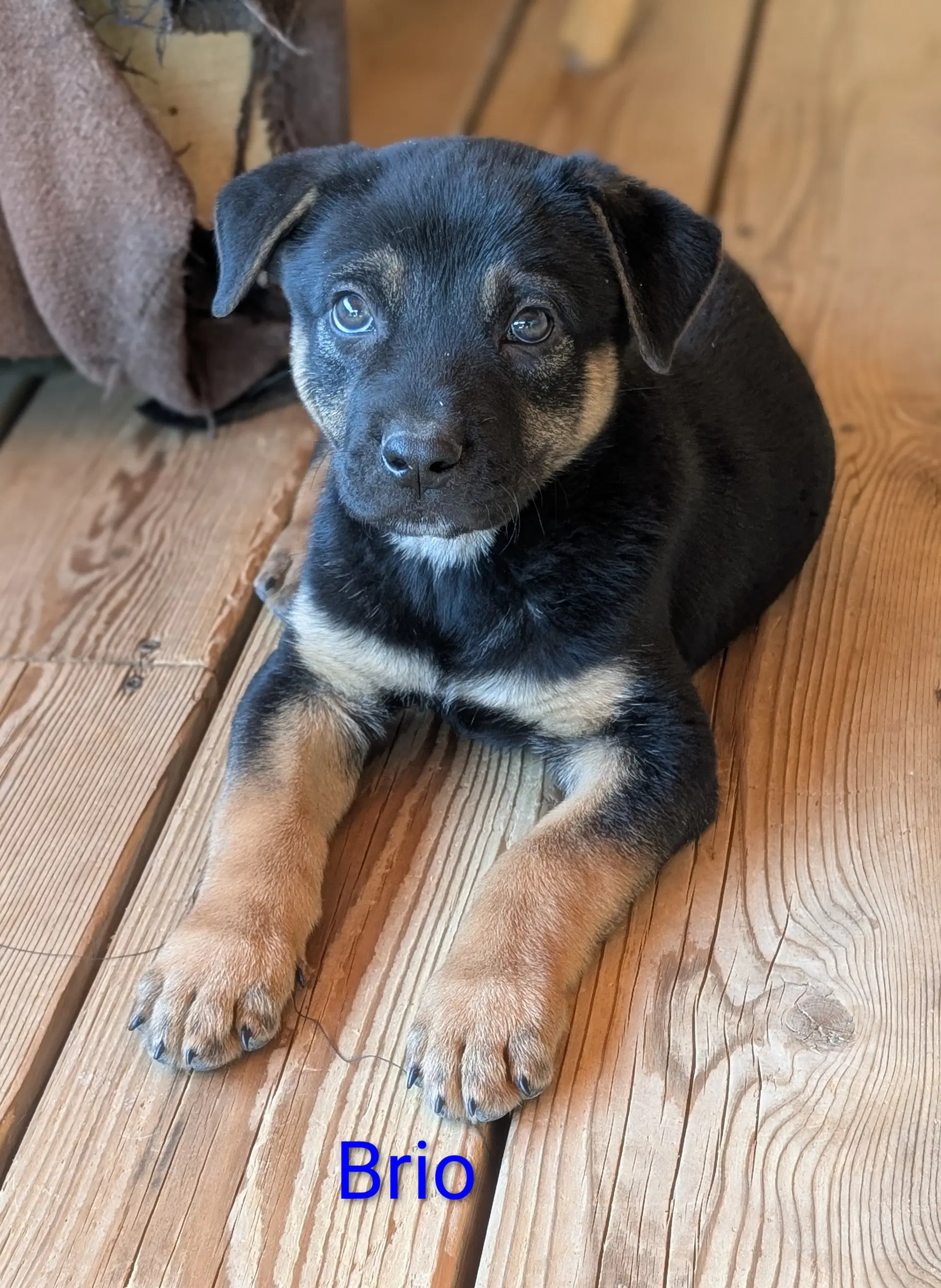 Brio - Shepherd