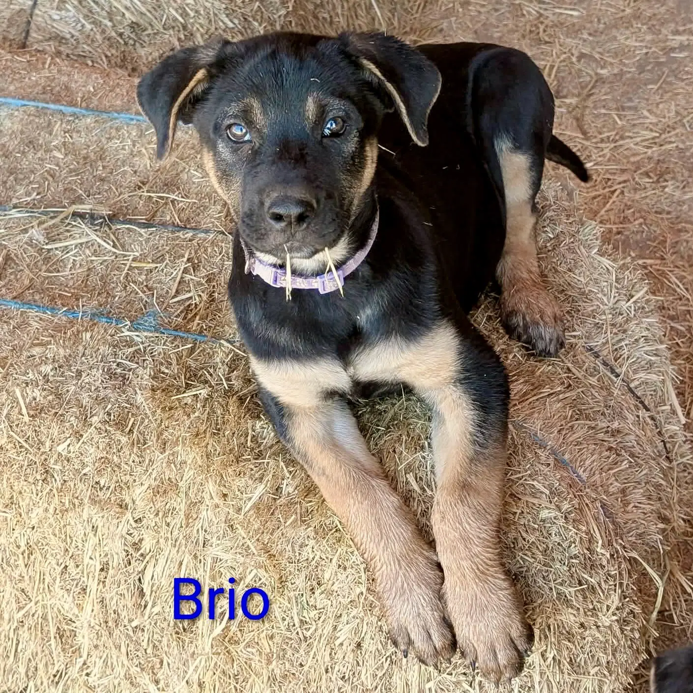 Brio image 3