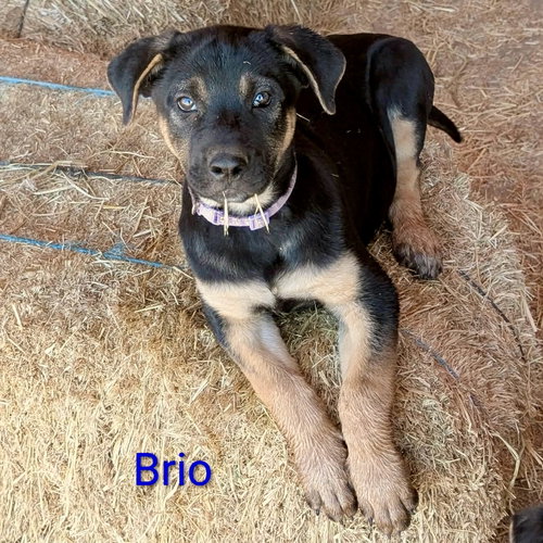 Photo 3 of Brio