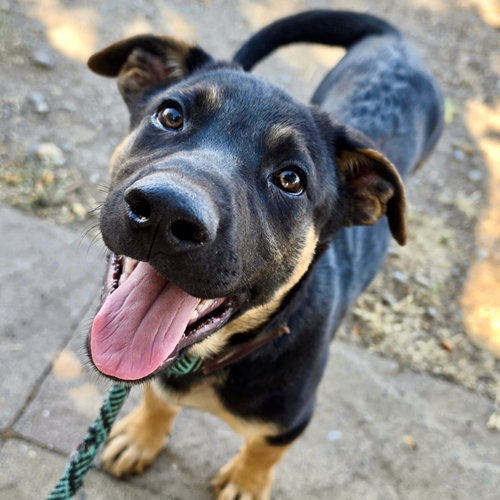 Brio, a dog for adoption from Rescue Ranch