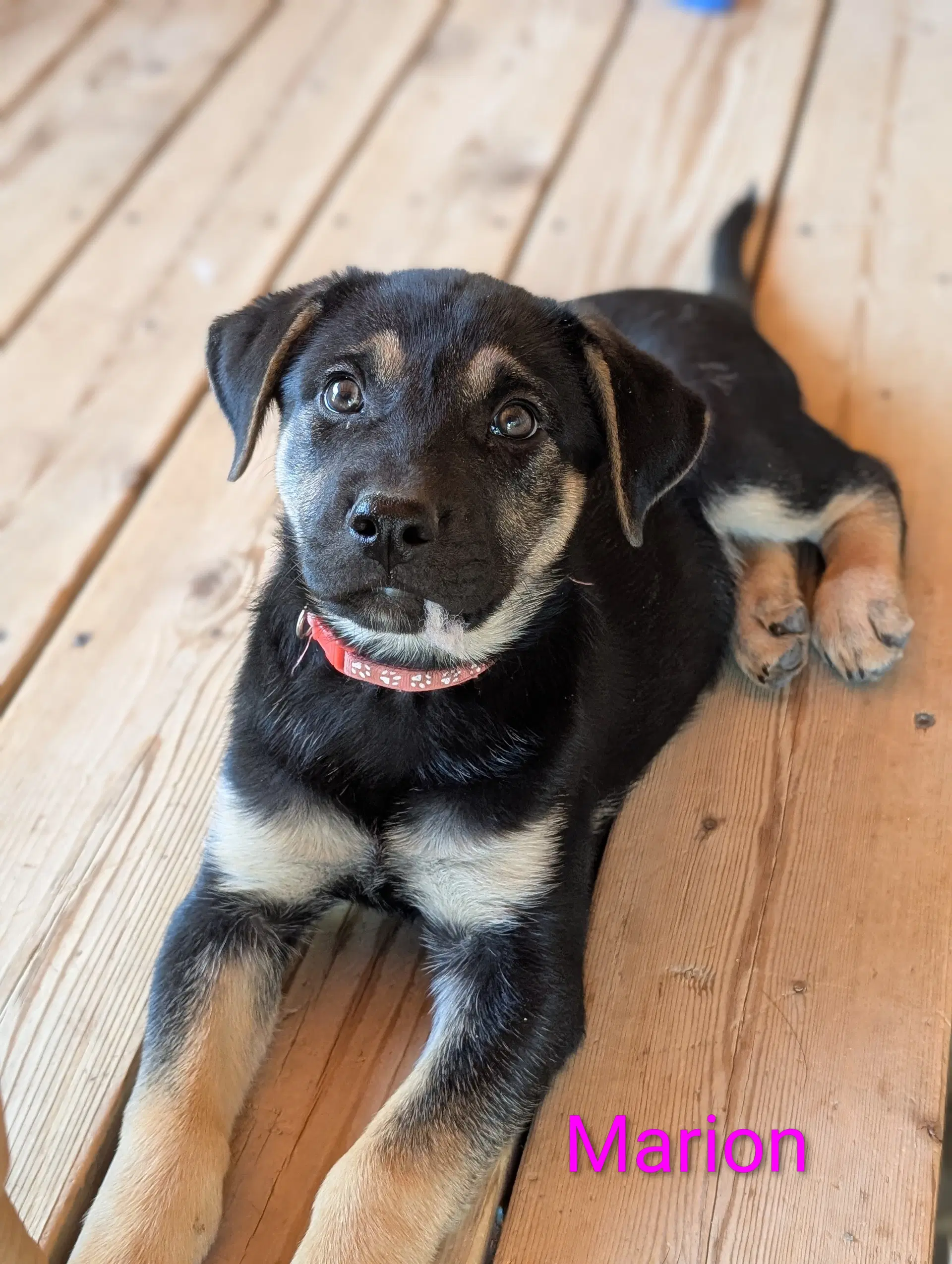 Marion - Shepherd