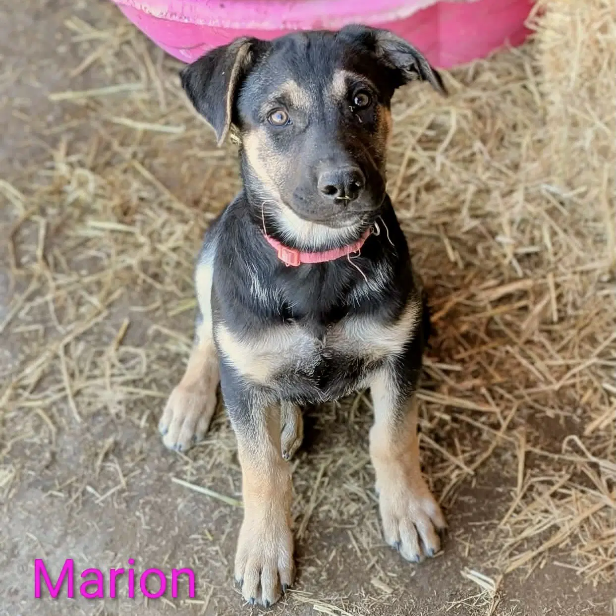Marion image 4