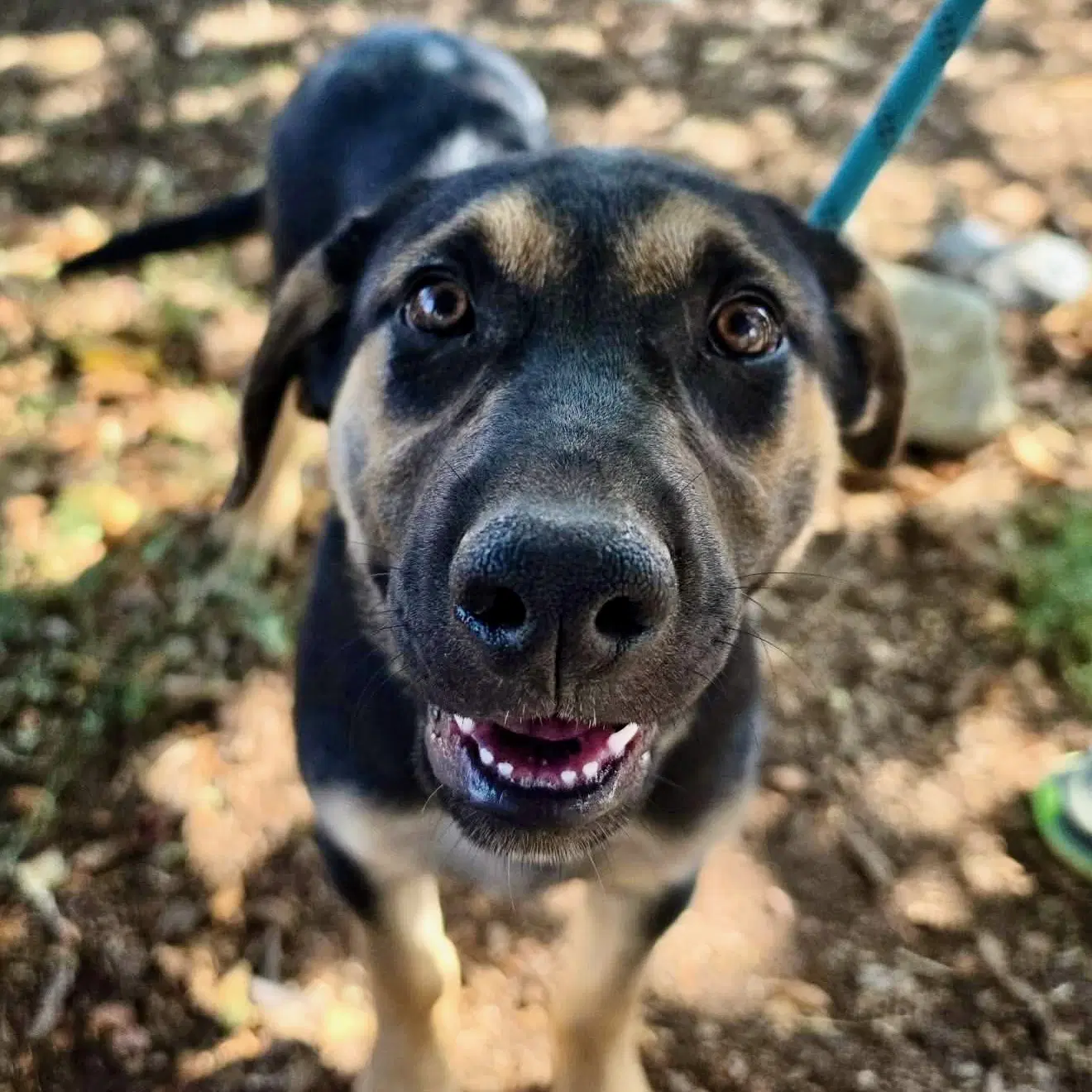 Marion - Shepherd