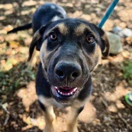 Marion, a dog for adoption from Rescue Ranch