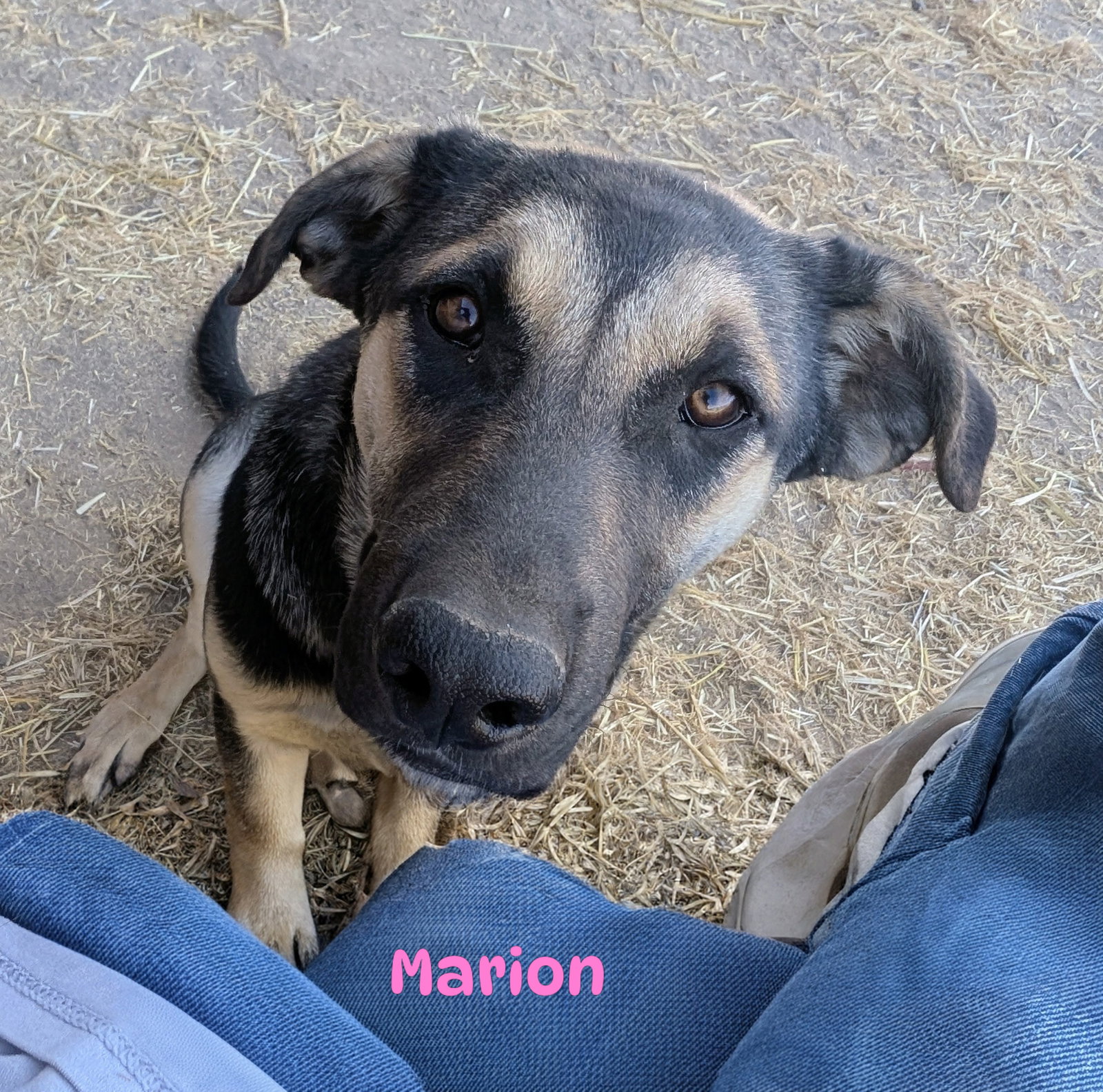 Marion