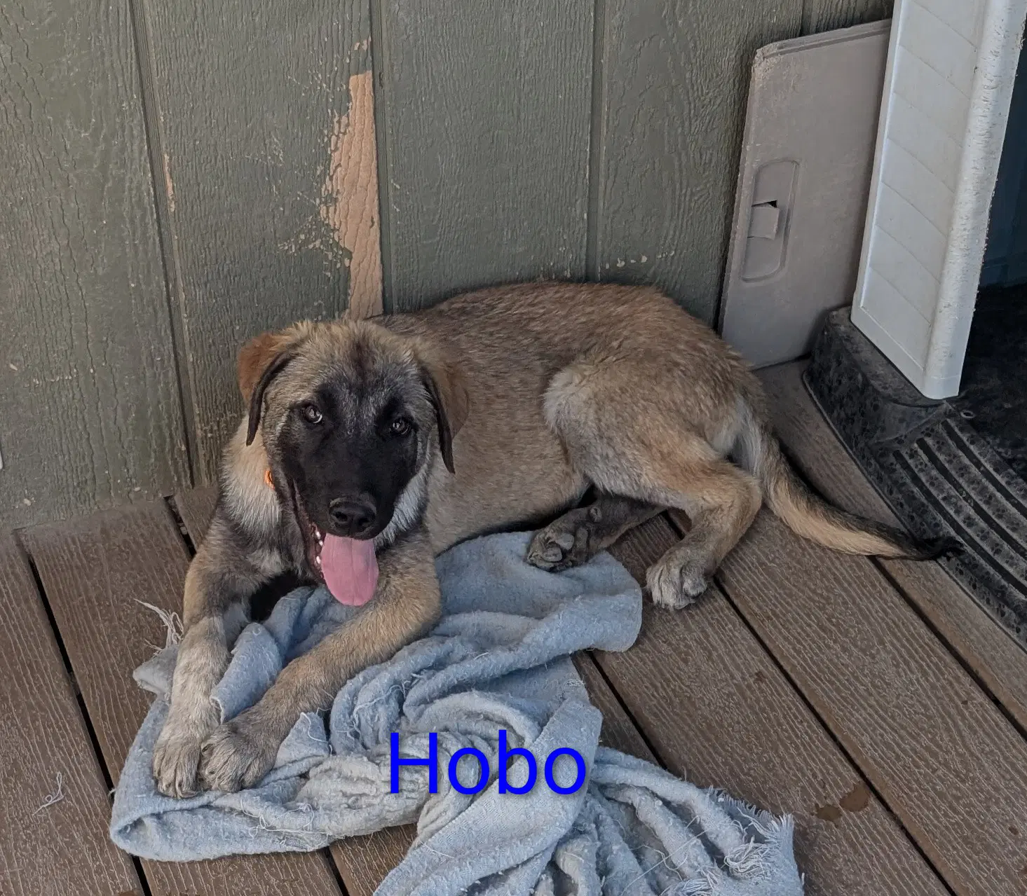 Hobo - Shepherd