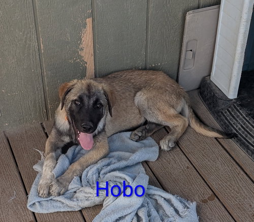 Hobo