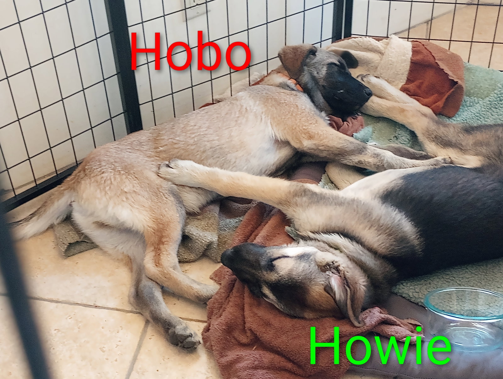 Hobo, photo 9