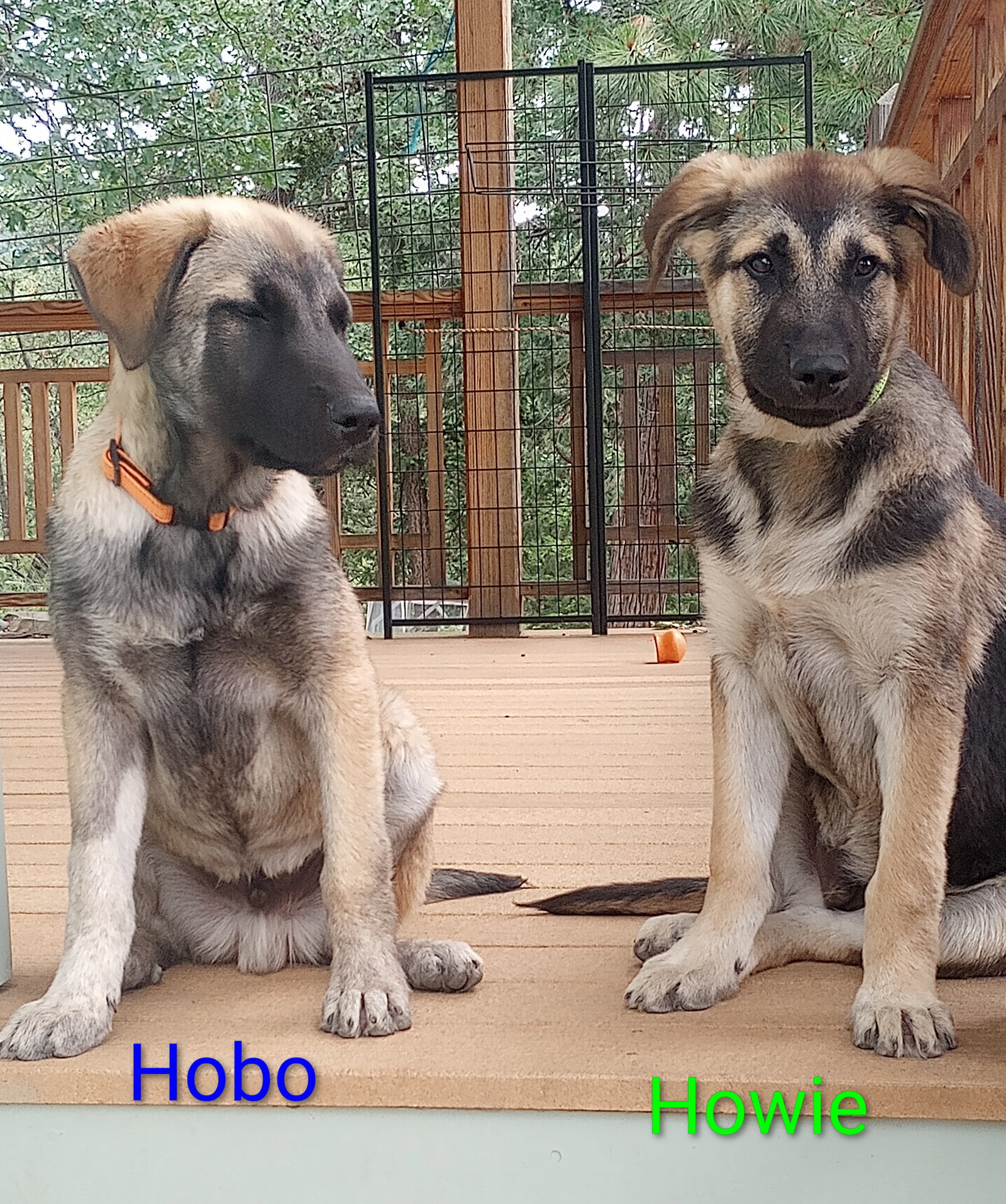 Hobo, photo 8