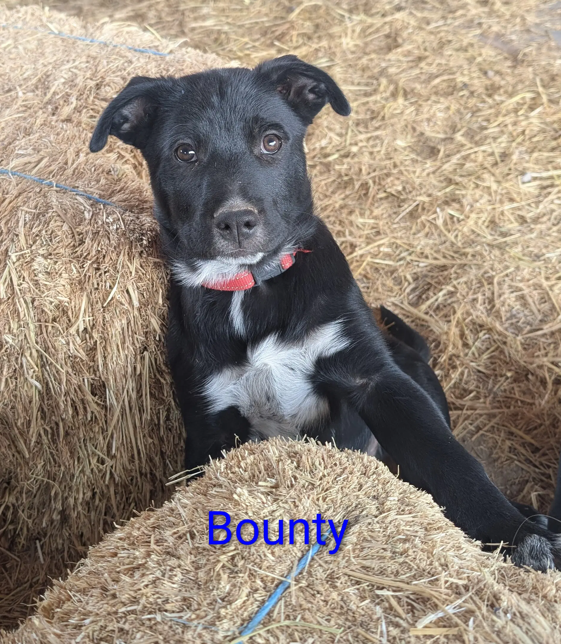 Bounty - Labrador Retriever