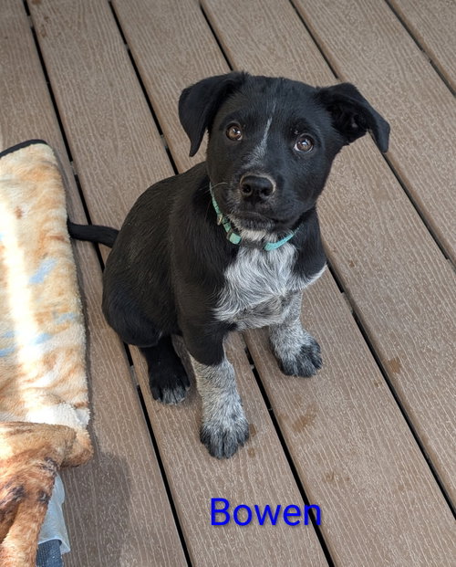Bowen