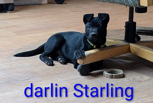 Starling