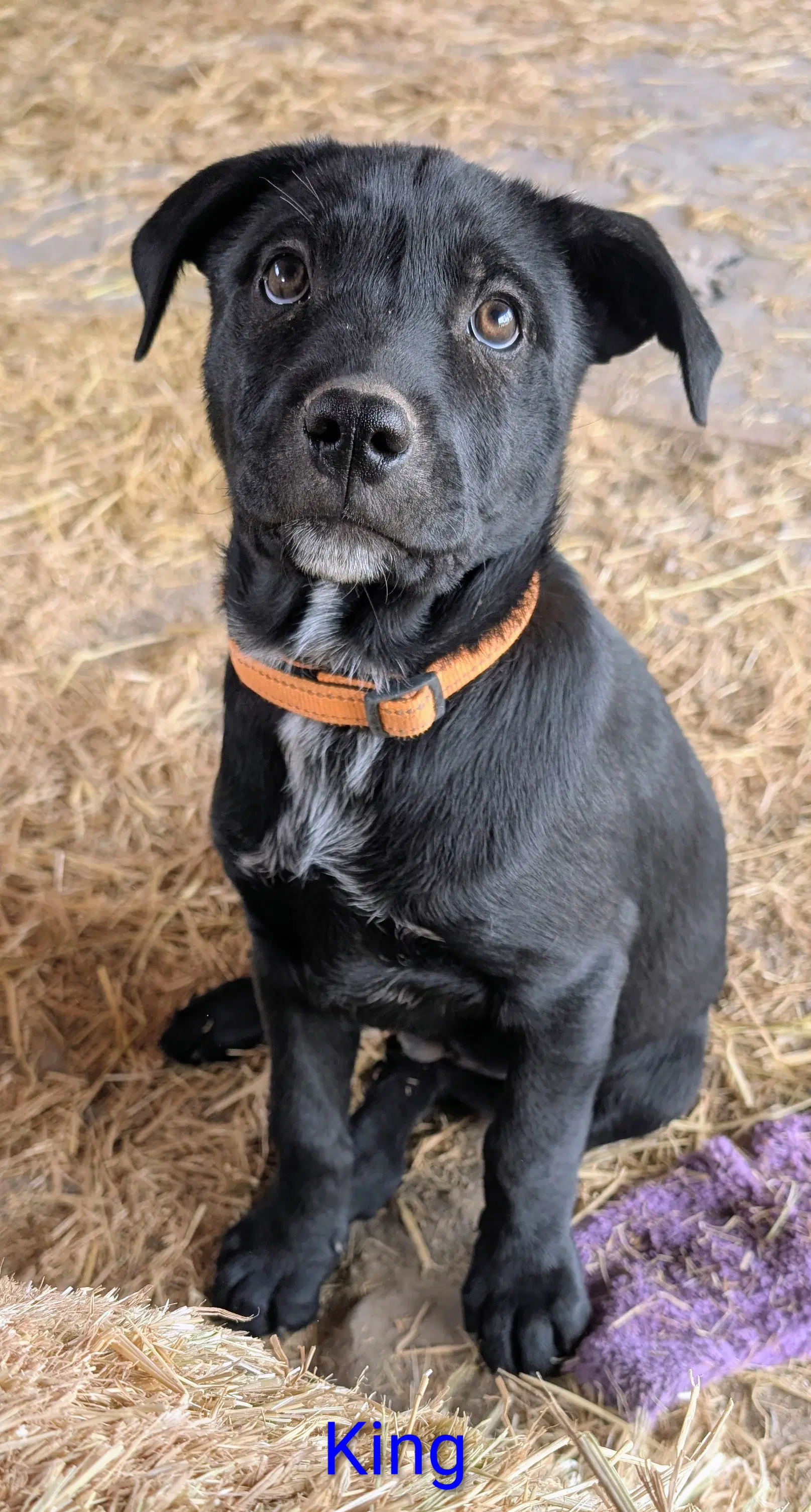 King - Labrador Retriever