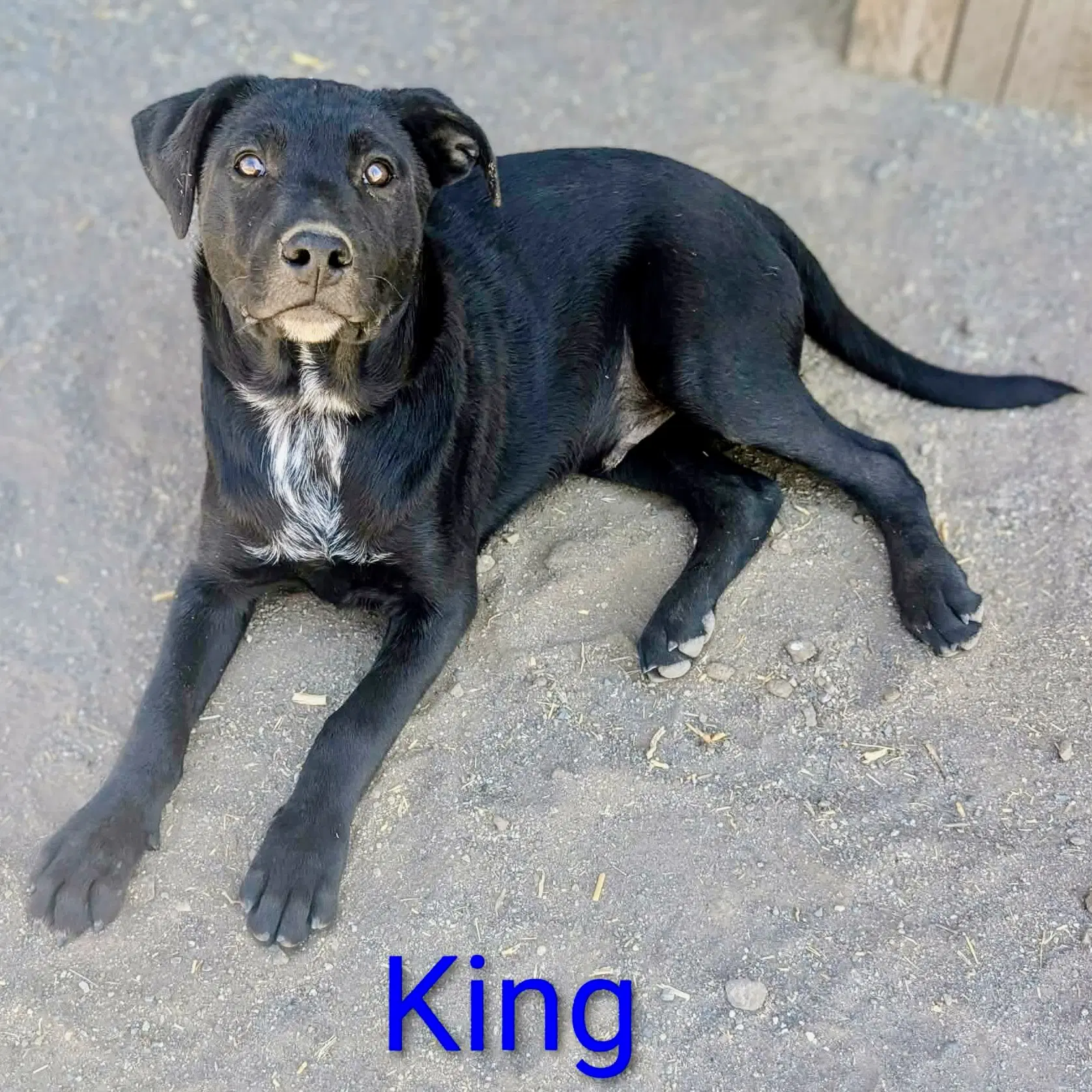 King image 2