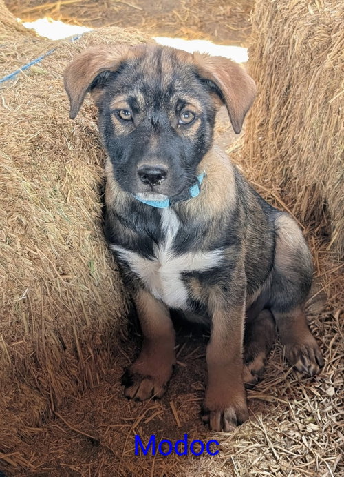 Modoc