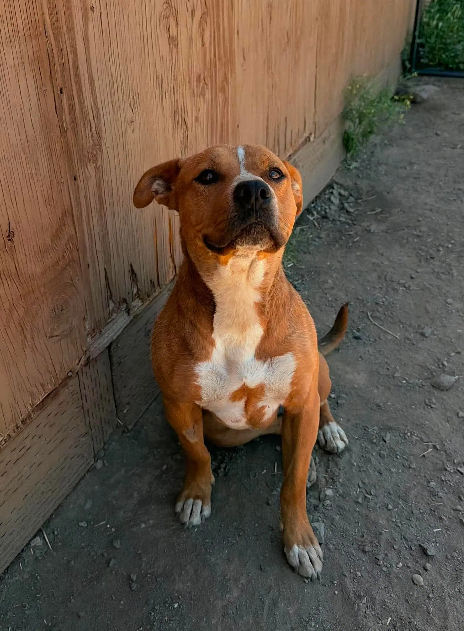 Marcella - Cattle Dog