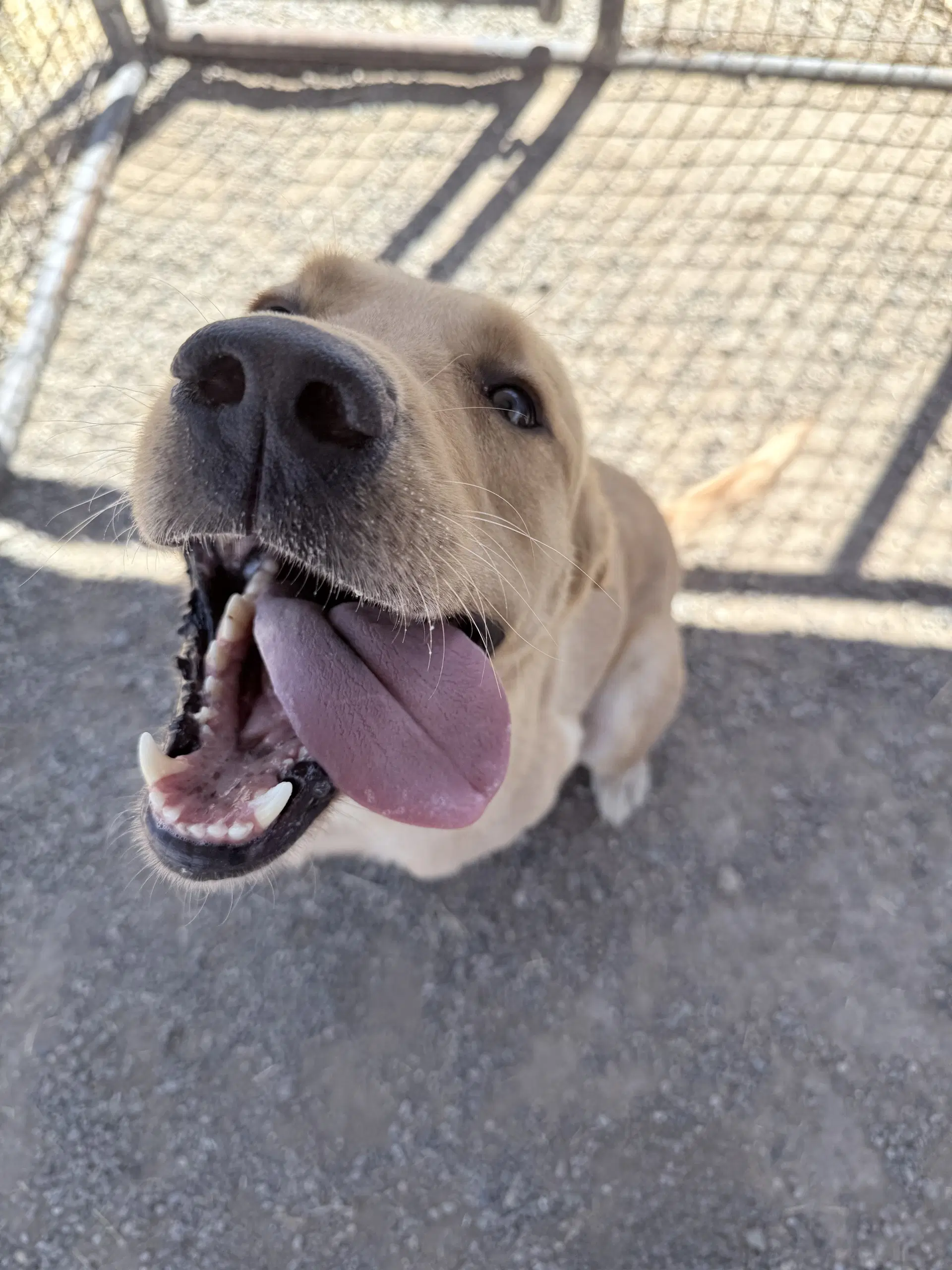 Wild Bill - Labrador Retriever