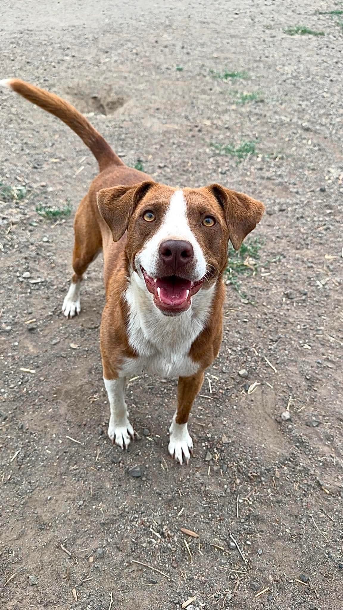 Kenny - Cattle Dog