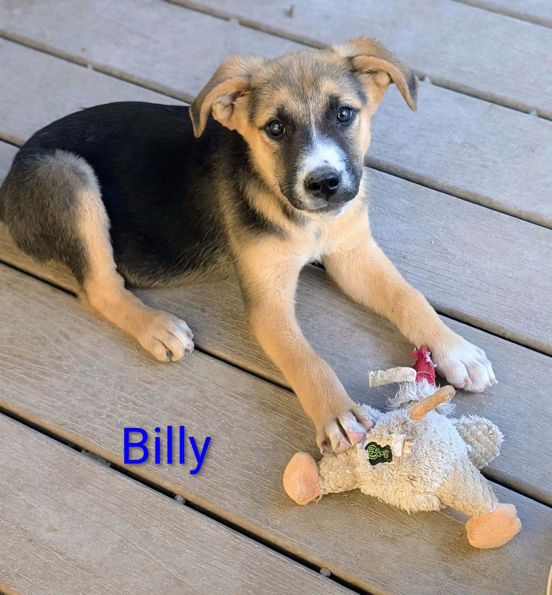 Billy image 4