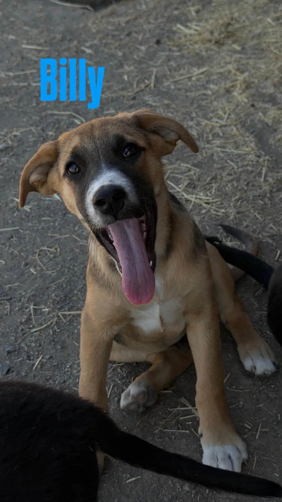 Billy - Shepherd