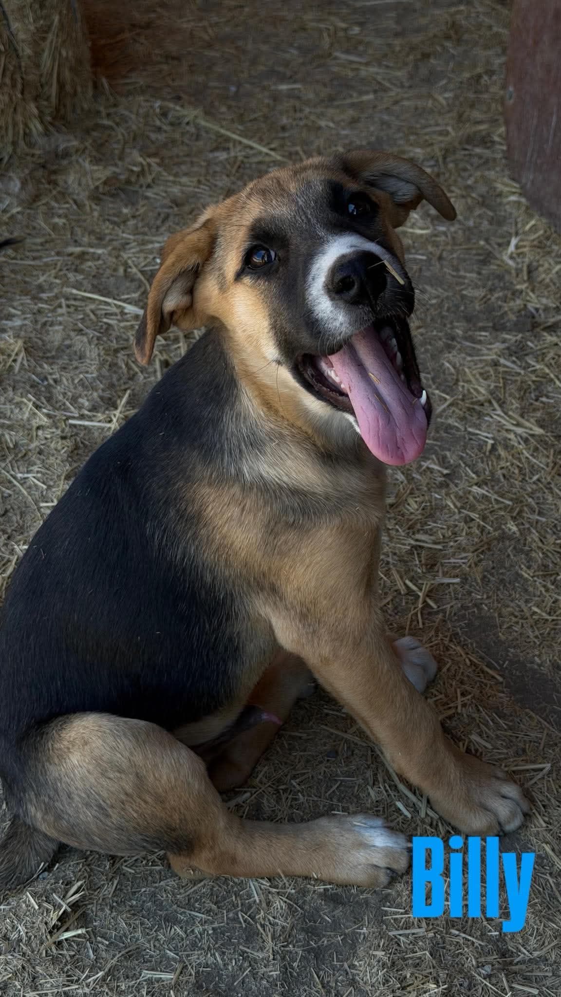 Billy image 3
