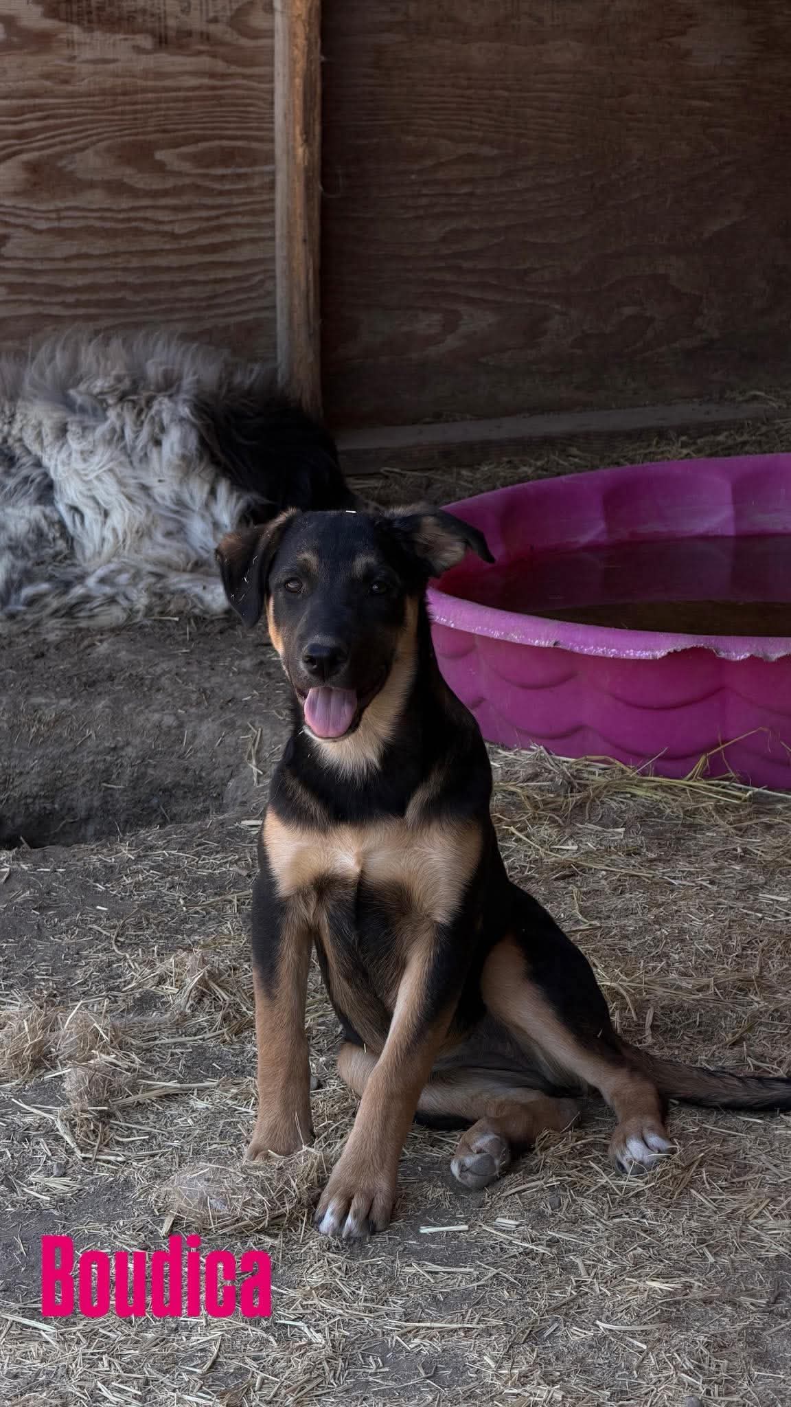 Boudica - Shepherd